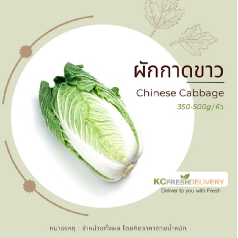 ผักกาดขาว Chinese Cabbage  Main Image